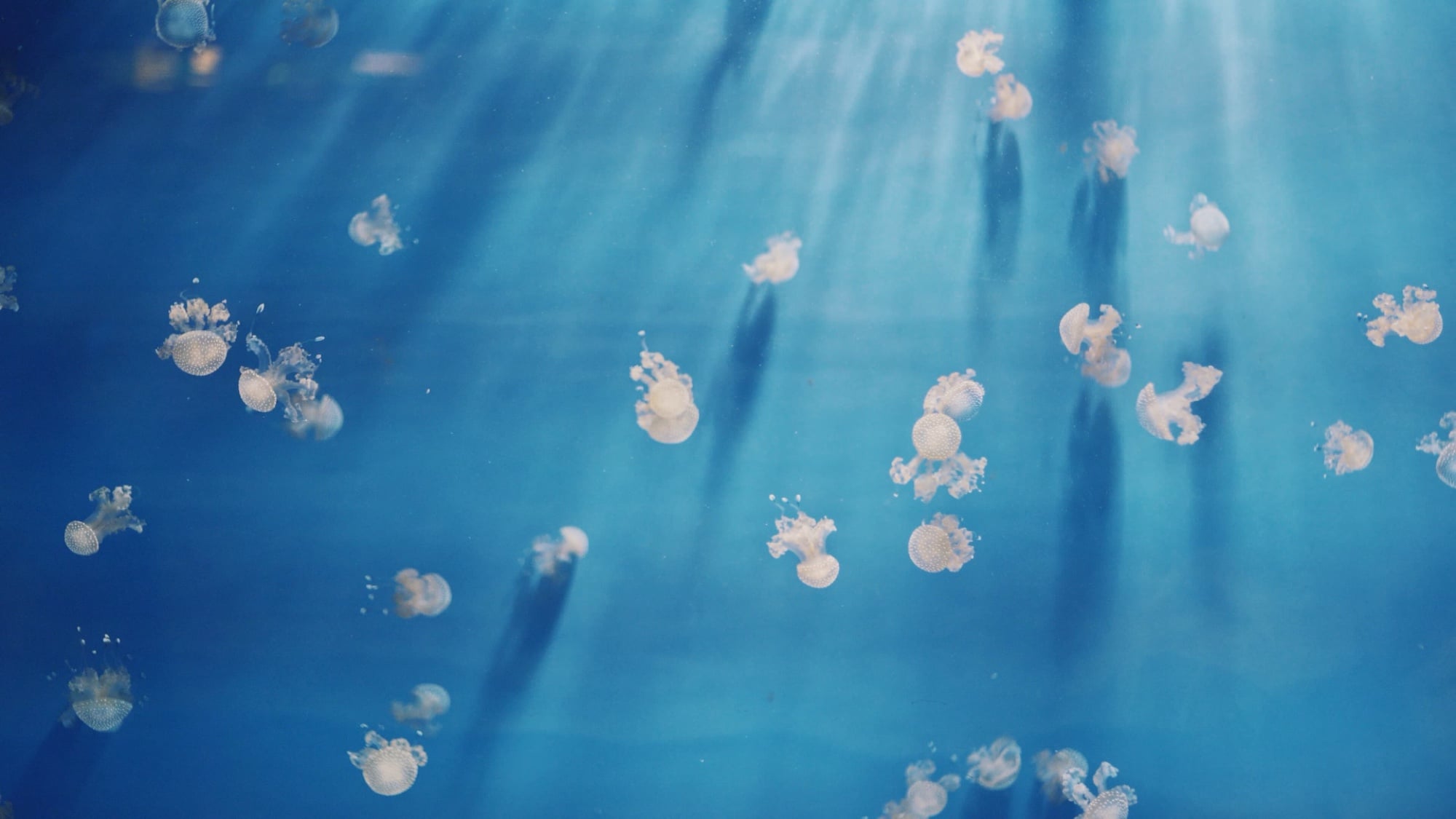 Guardians of the Sea: identity and future | Dharma Film